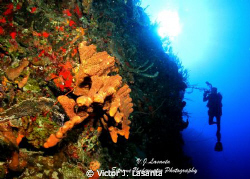 Having Fun in The Wall at Black Wall Dive site in Parguer... by Victor J. Lasanta 